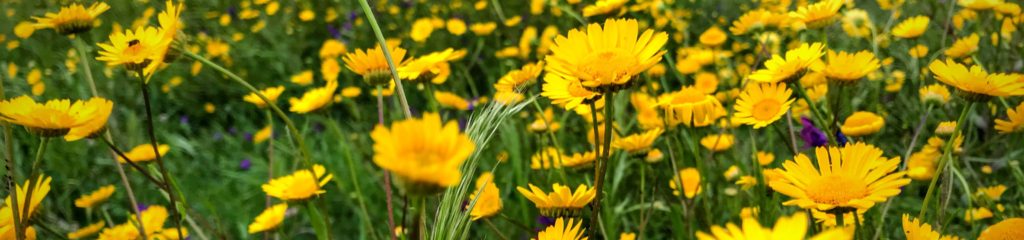 Imagem de um campo com flores amarelas.