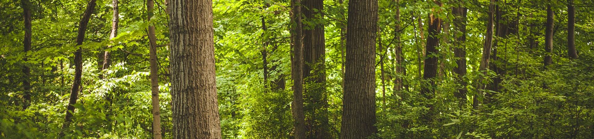 Imagem de uma região de mata fechada, com várias árvores.