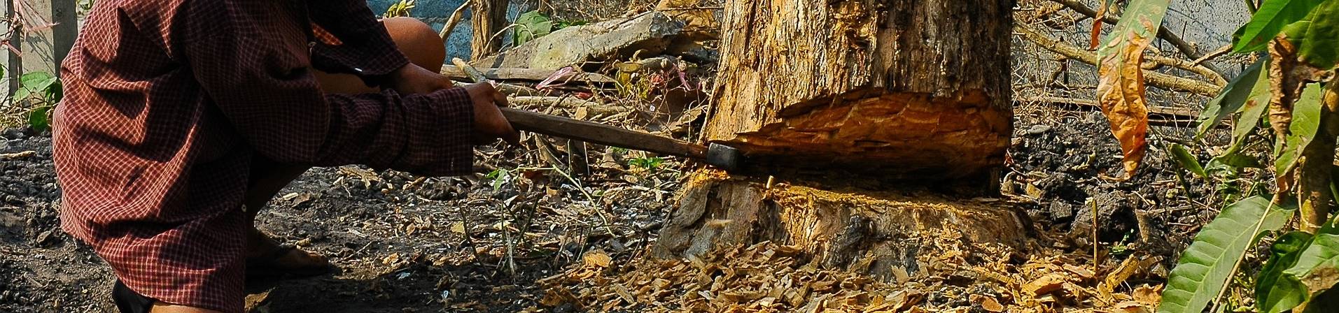 Imagem de um homem cortando uma árvore com um machado.