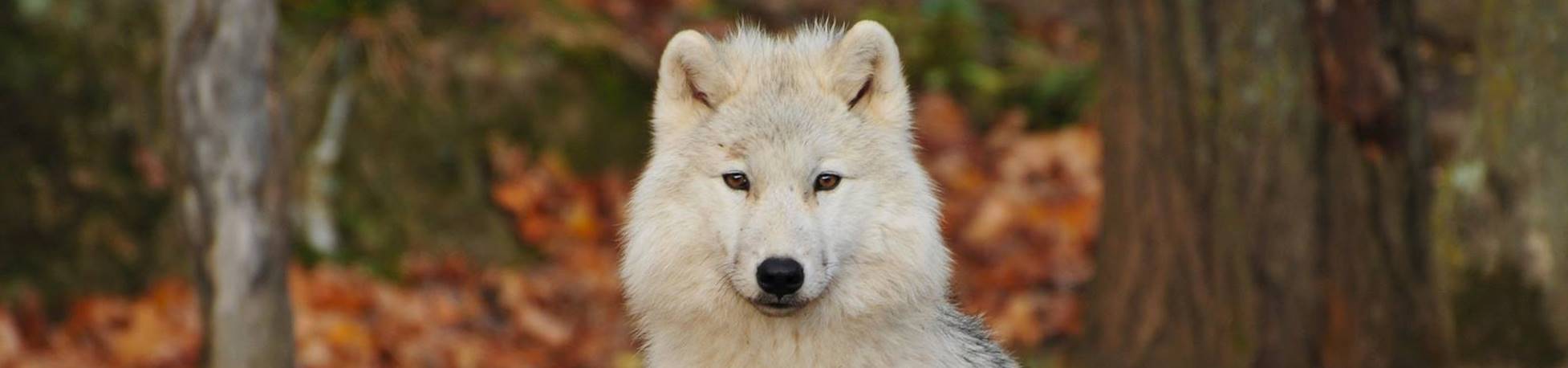 Imagem de um lobo branco em meio a algumas árvores.