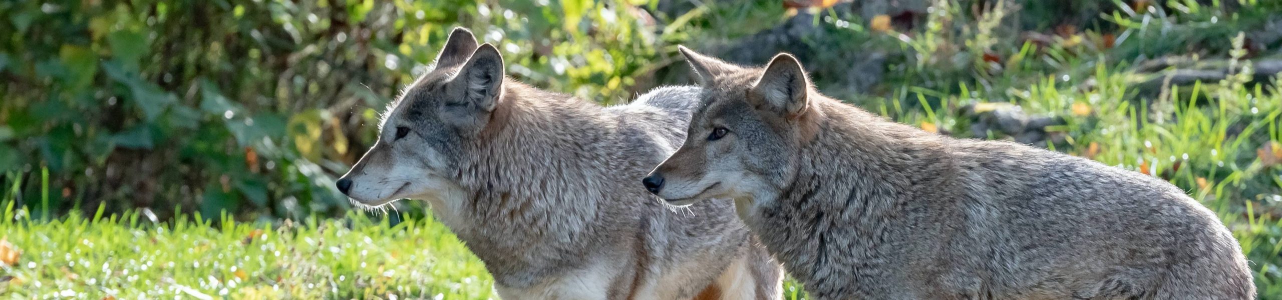 Imagem de dois lobos cinzentos.