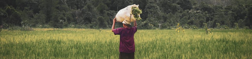 Imagem de um homem em uma plantação carregando um saco sobre a cabeça.