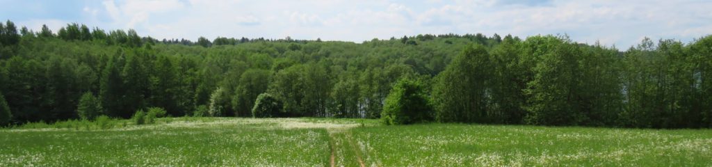 Campo coberto com grama em frente a um bosque com várias árvores.