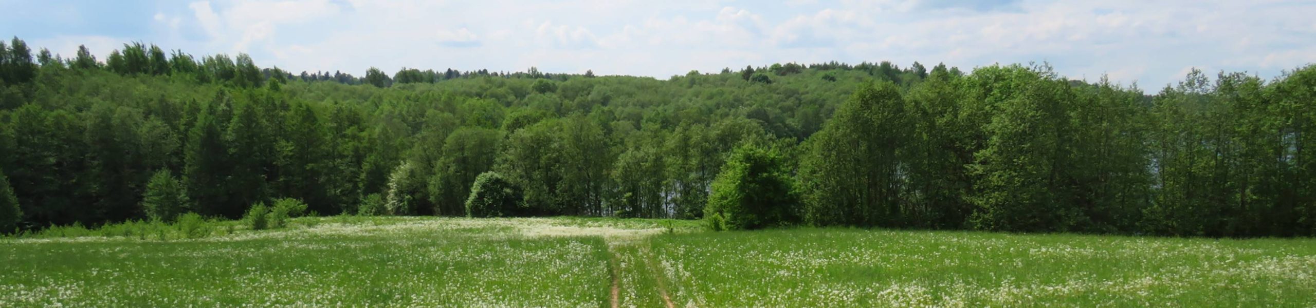 Campo coberto com grama em frente a um bosque com várias árvores.