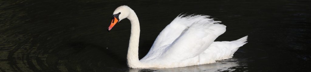 Cisne-branco em - Cisne-branco em um lago em Šumperk, na República Checa.