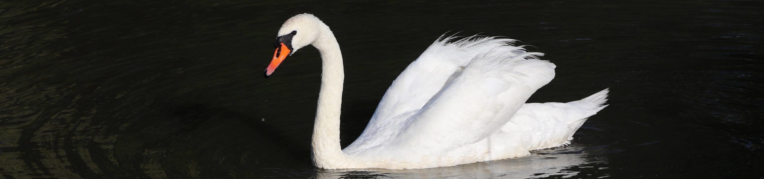 Cisne-branco em - Cisne-branco em um lago em Šumperk, na República Checa.