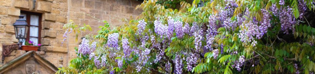 Glicínias na cidade de Sarlat, na França.