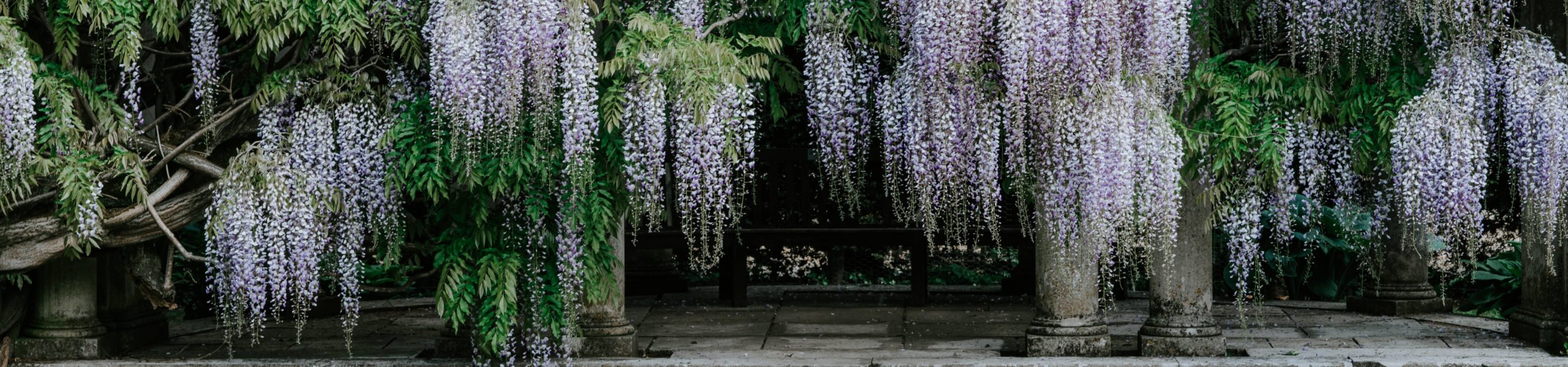 Glicínia no jardim botânico Exbury Gardens, na Inglaterra.