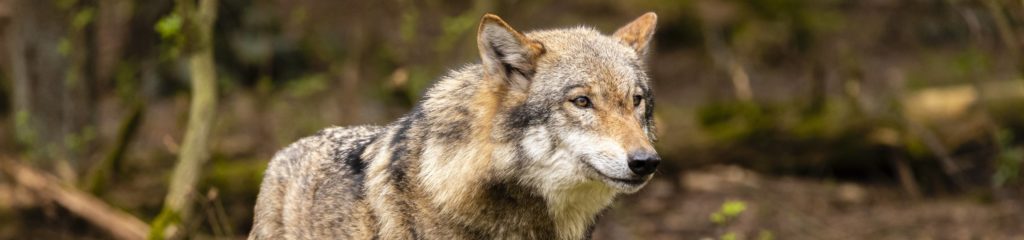 Imagem de um lobo-vermelho.