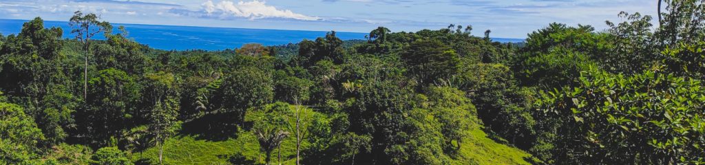 Floresta na província de Bocas del Toro, no Panamá.