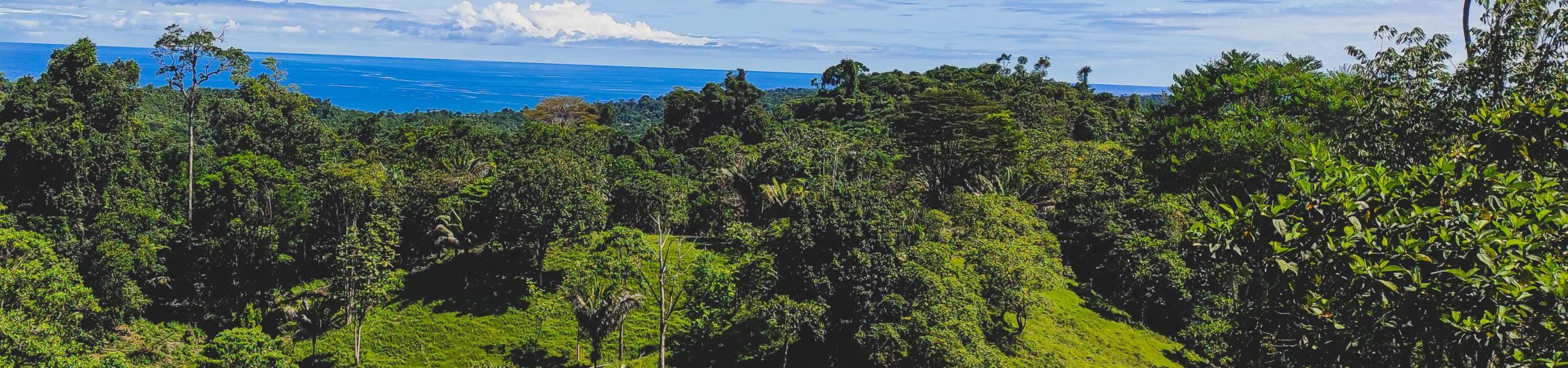 Floresta na província de Bocas del Toro, no Panamá.