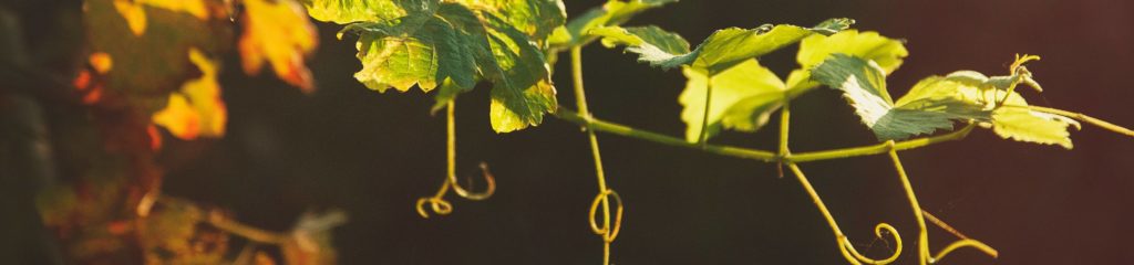 Ramos de uma parreira em Mendoza, Argentina