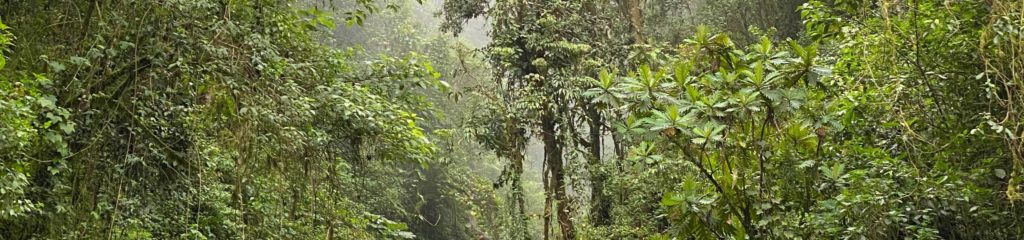 Mata fechada com neblina.