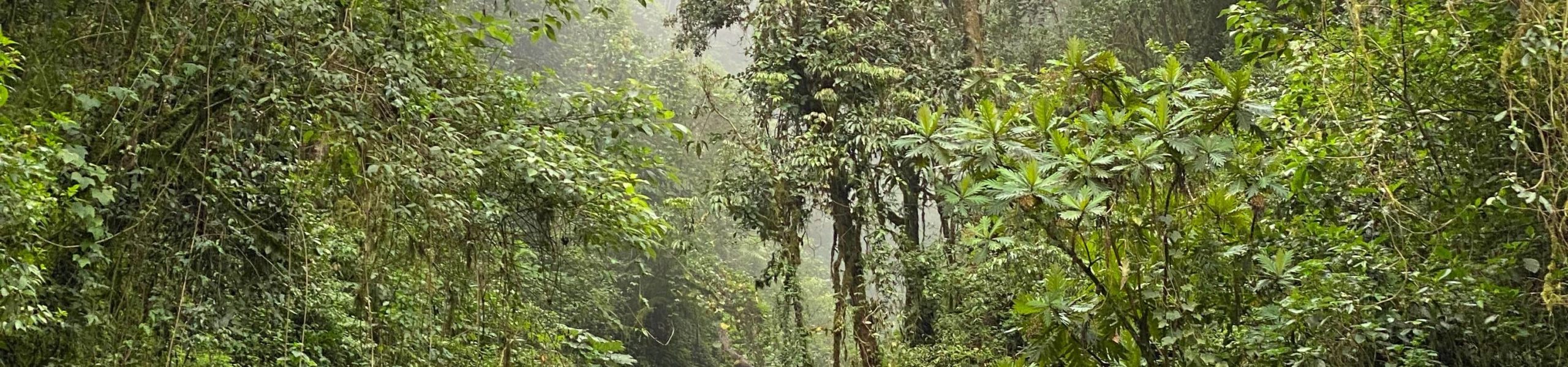 Mata fechada com neblina.