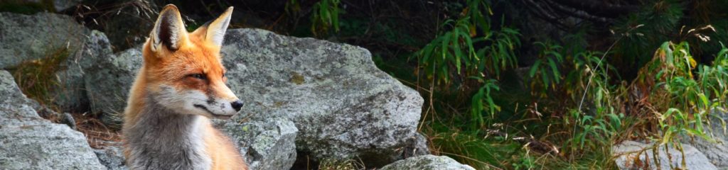 Raposa em região próxima a Vysoké Tatry, na Eslováquia