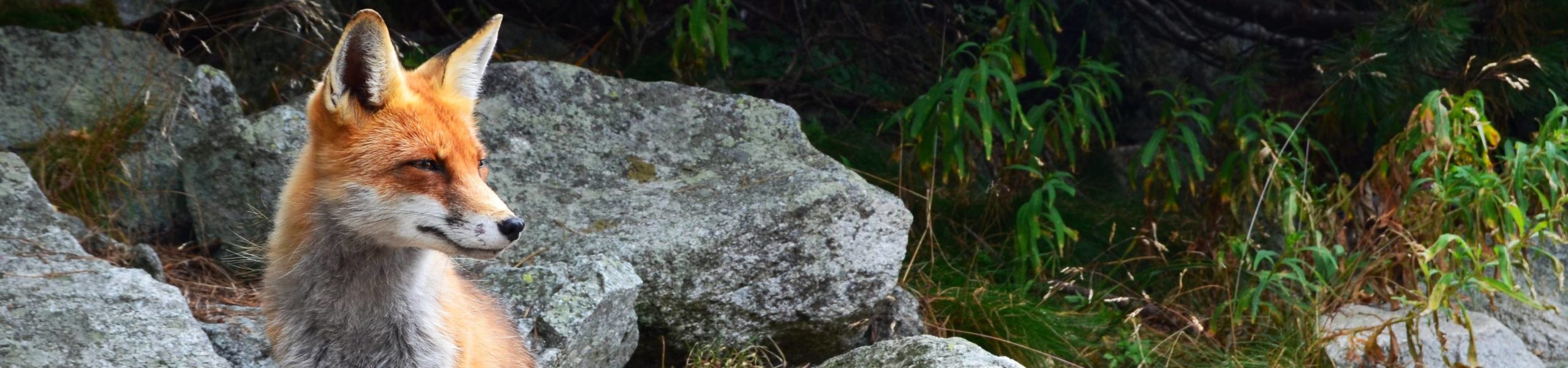 Raposa em região próxima a Vysoké Tatry, na Eslováquia