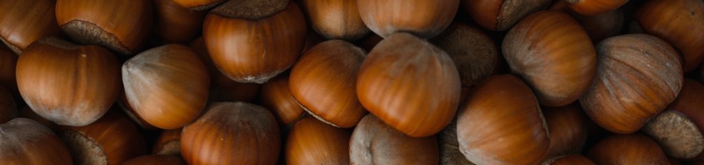 Várias avelãs, fruto da aveleira (Corylus avellana)