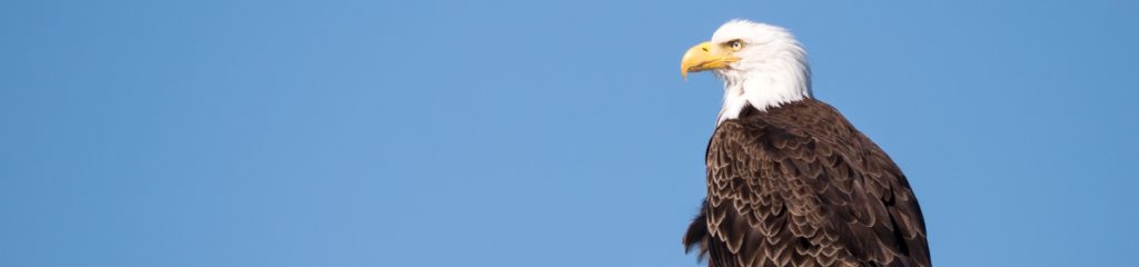 Imagem de uma águia na cidade de Juneau,, no Alasca, Estados Unidos