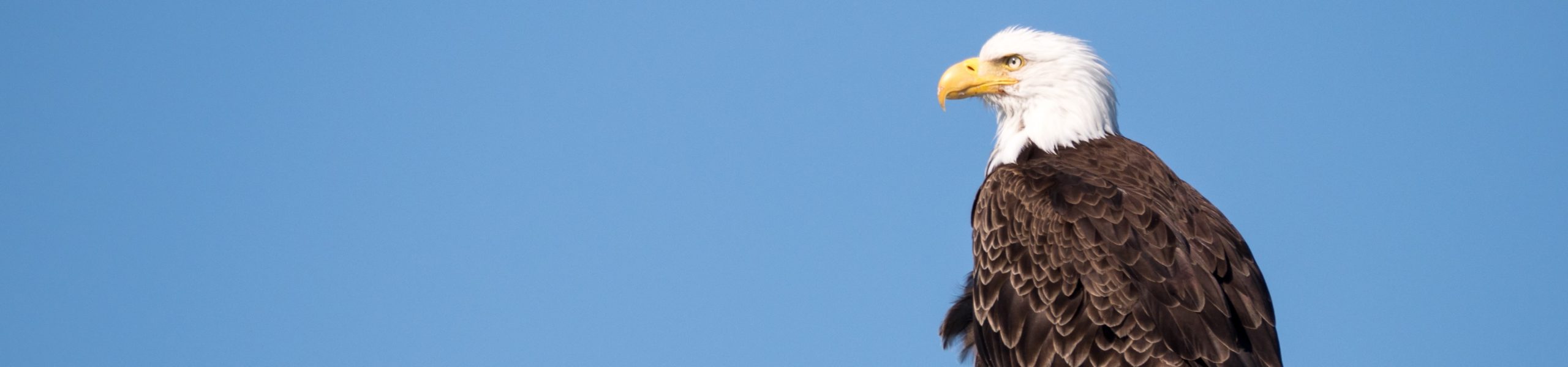 Imagem de uma águia na cidade de Juneau,, no Alasca, Estados Unidos