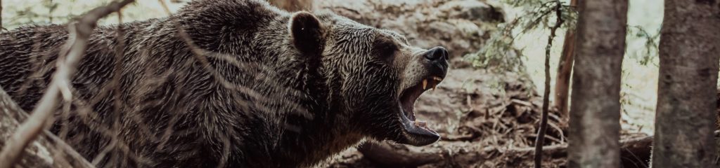 Urso pardo em Vancouver, no Canadá