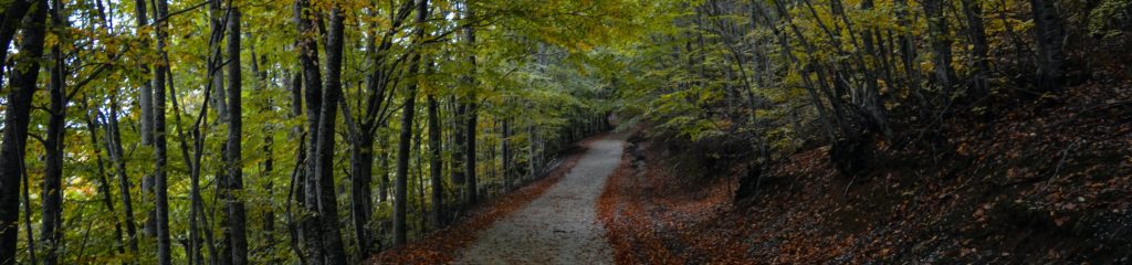 Caminho entre várias árvores em Janina, na Grécia