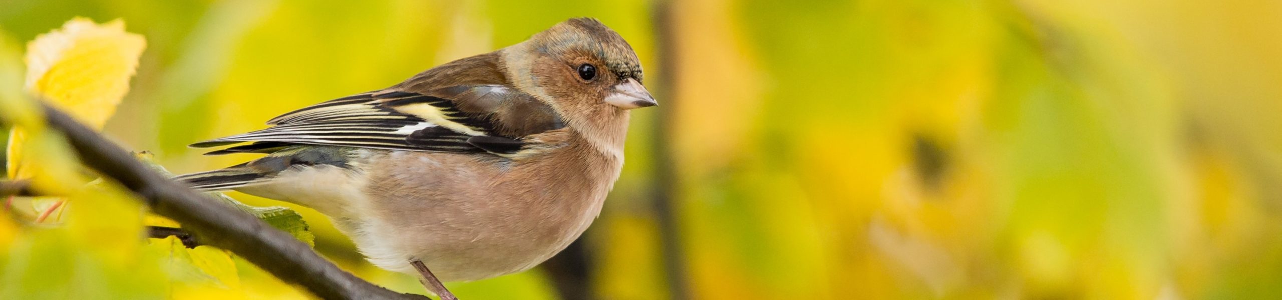 Tentilhão na localidade de Pfäffikon, na Suíça