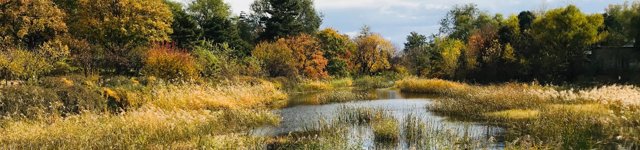 Trecho de pântano no distrito de Haidian, em Pequim, China