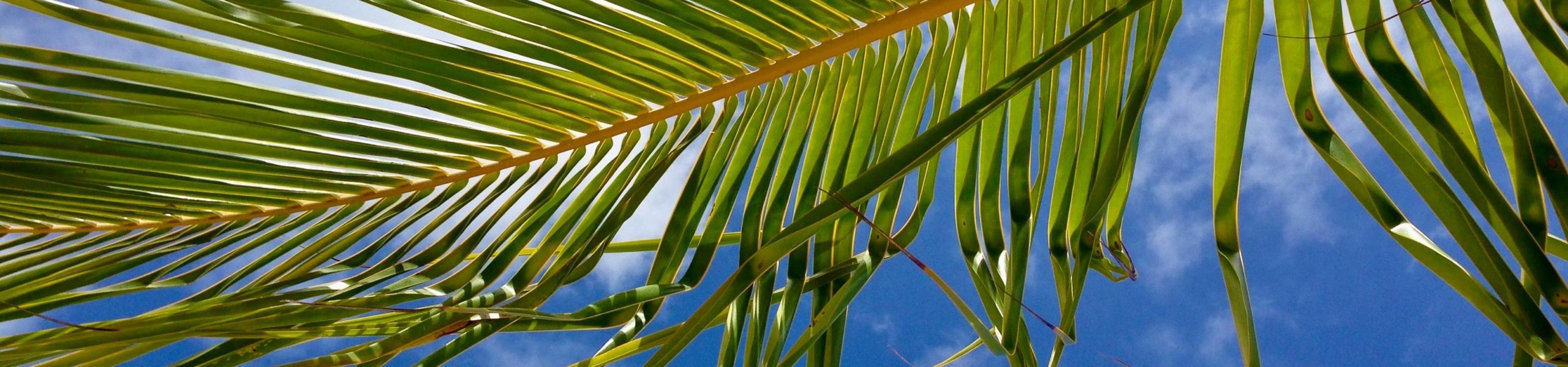 Detalhe de um ramo de palmeira na ilha de Phuket, na Tailândia