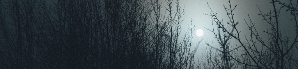 Diversas árvores sob a luz da lua