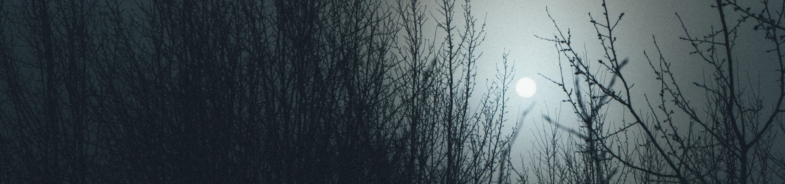 Diversas árvores sob a luz da lua