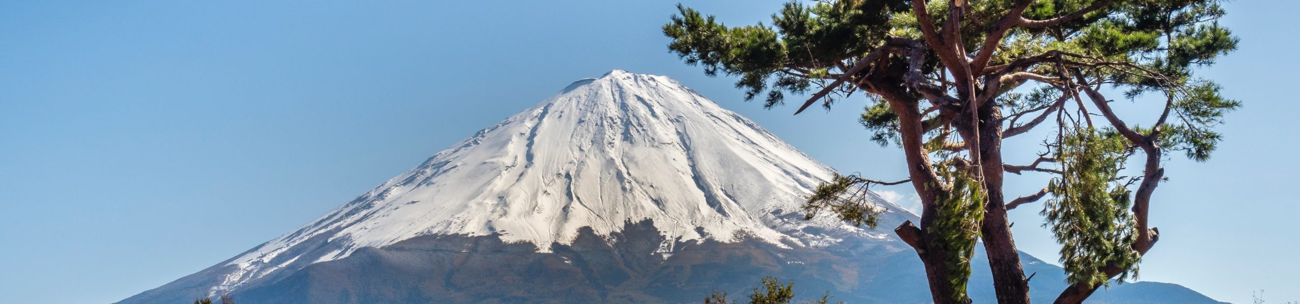 Árvore próxima ao lago Saiko, em frente ao monte Fuji, no Japão