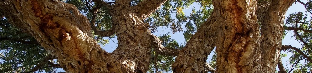 Troco de um sobreiro (Quercus suber), árvore de onde se extrai a cortiça