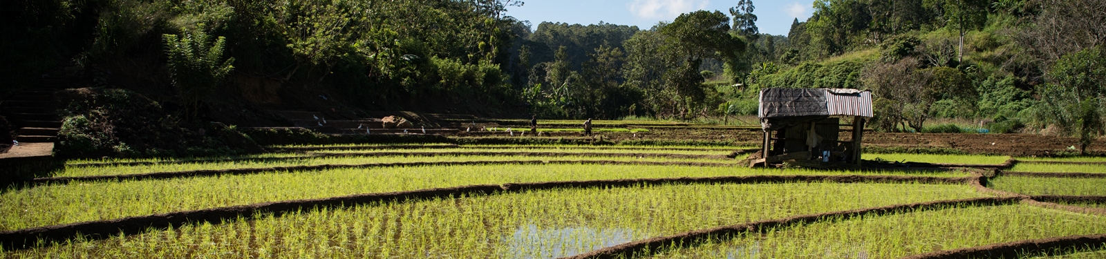 Plantação de arroz na cidade de Ella, província de Uva, Sri Lanka