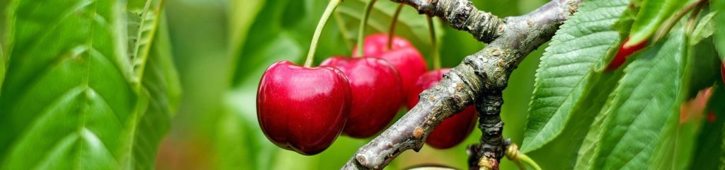 Algumas cerejas vermelhas ainda na árvore