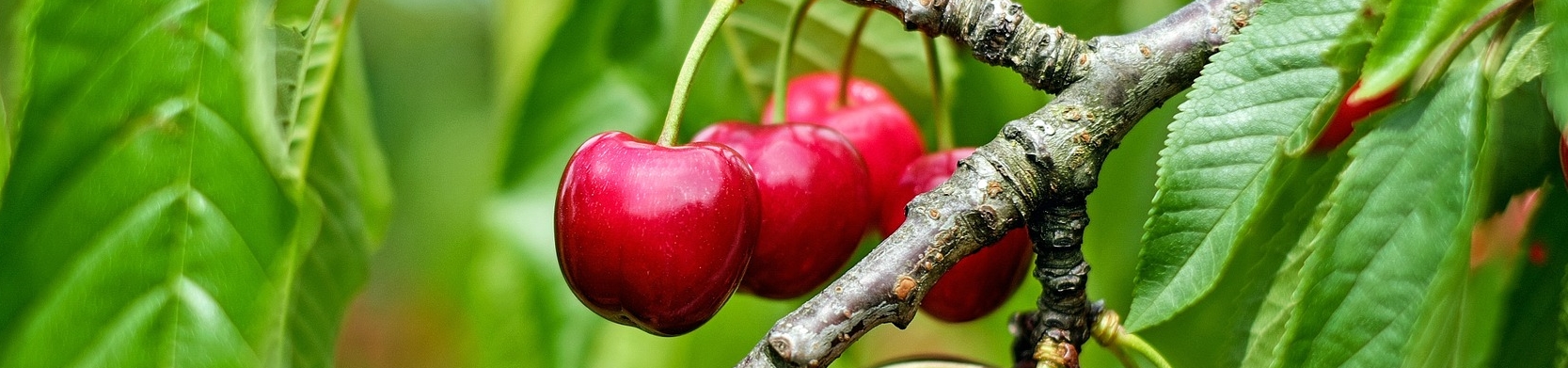 Algumas cerejas vermelhas ainda na árvore
