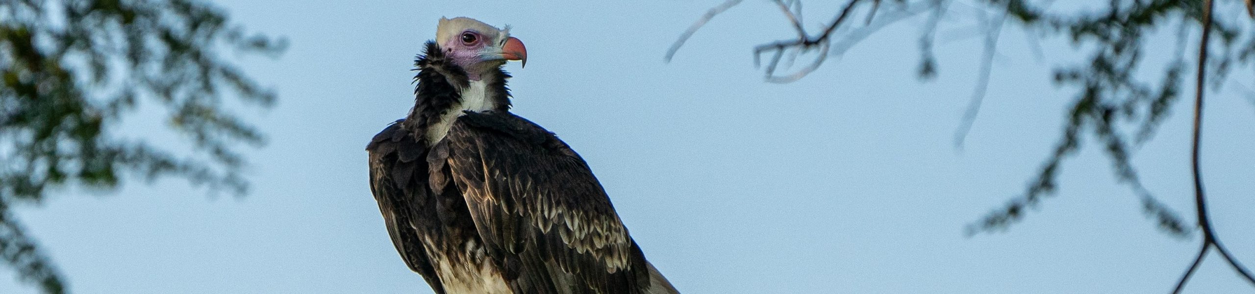 Abutre-de-cabeça-branca (Trigonoceps occipitalis) em Botsuana