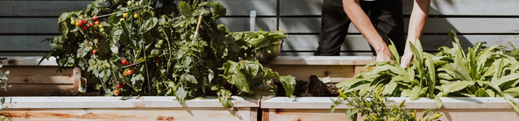 Homem cuidando de uma horta