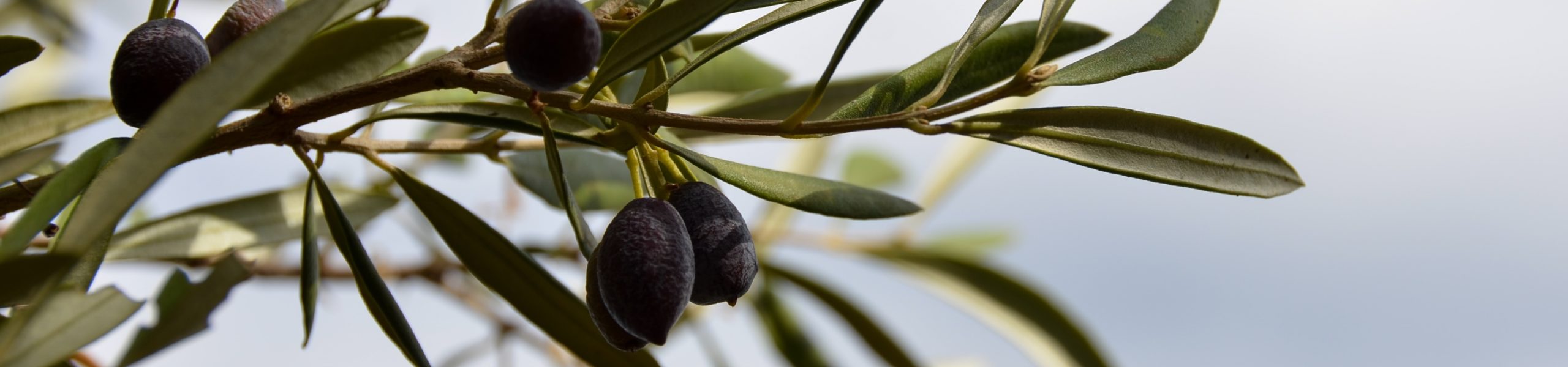 Azeitonas pretas em oliveira na ilha de Creta, na Grécia