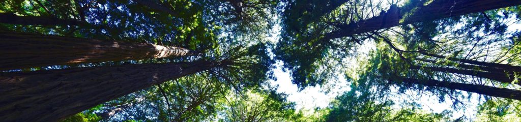 Árvores no parque Muir Woods National Monument, na Califórnia, Estados Unidos