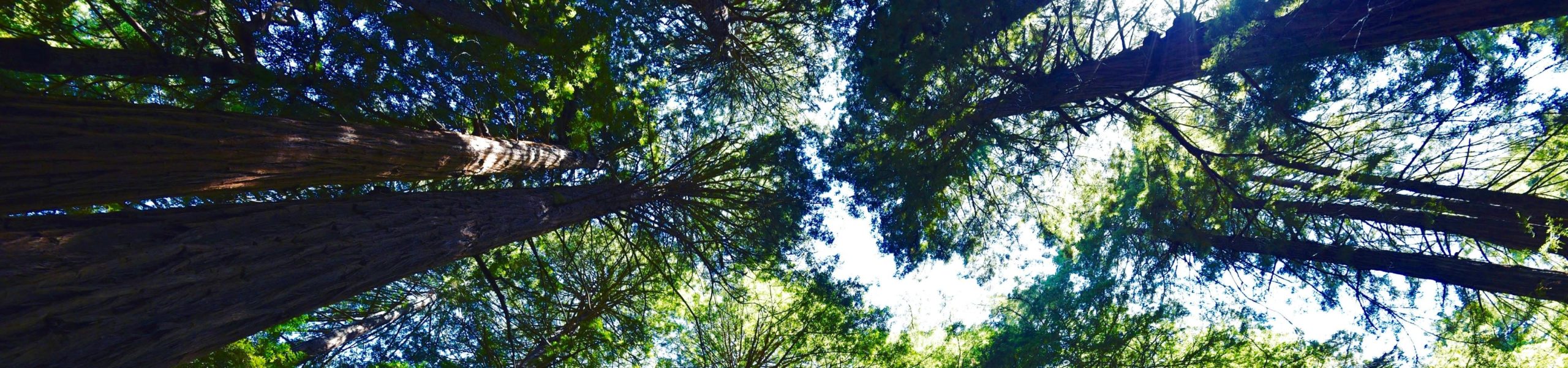 Árvores no parque Muir Woods National Monument, na Califórnia, Estados Unidos