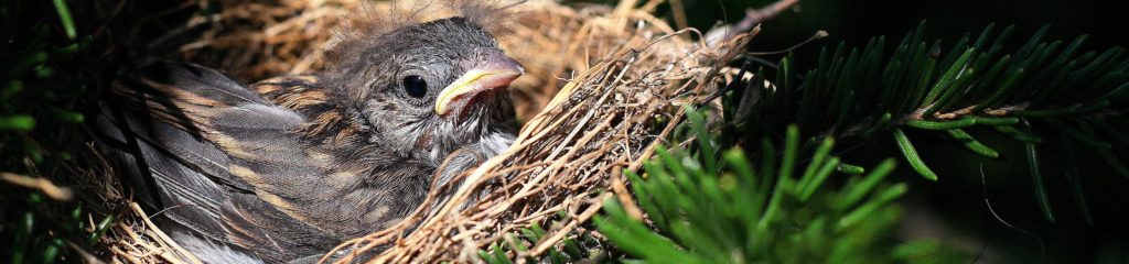 Um filhote de pássaro em um ninho de galhos