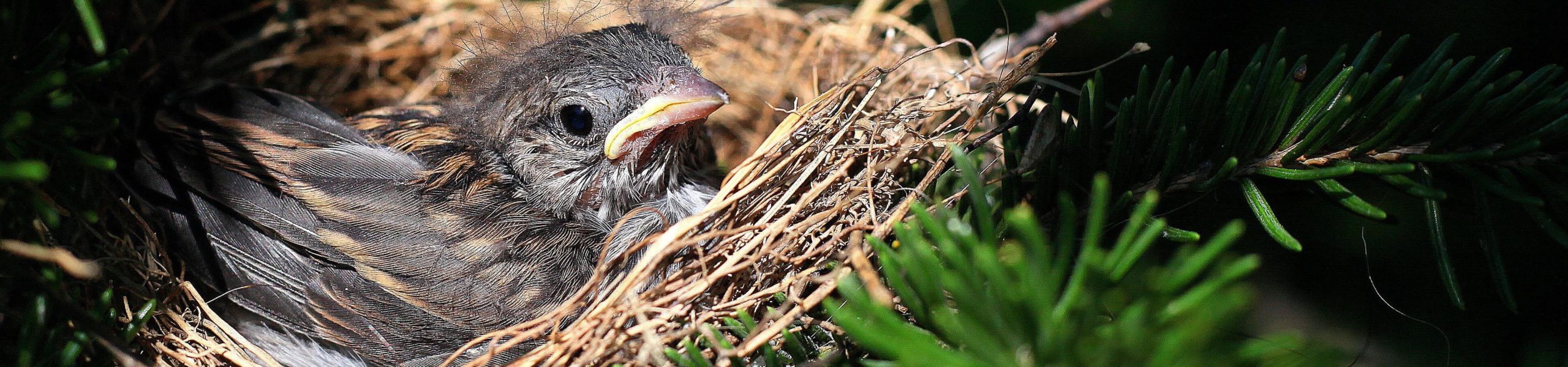 Um filhote de pássaro em um ninho de galhos