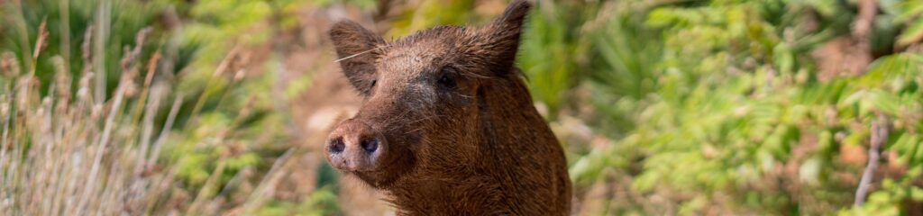 Javali na Reserva Natural de Zingaro, na Sicília, Itália