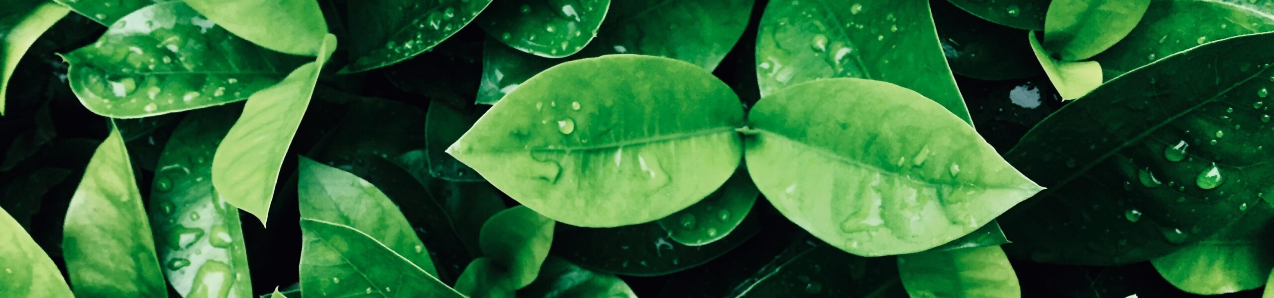 Folhas com gotas de água