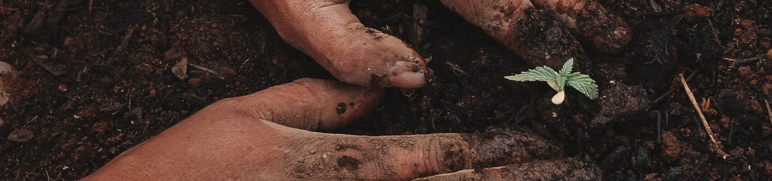 Pessoa cultivando a terra