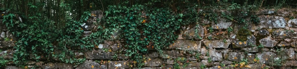 Muro de pedras coberto com plantas trepadeiras