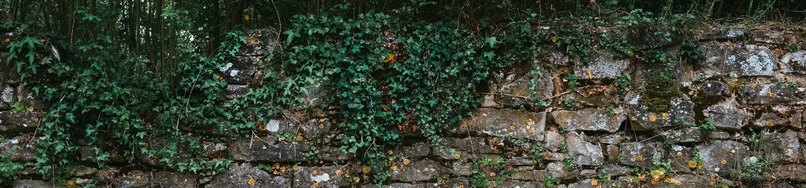 Muro de pedras coberto com plantas trepadeiras
