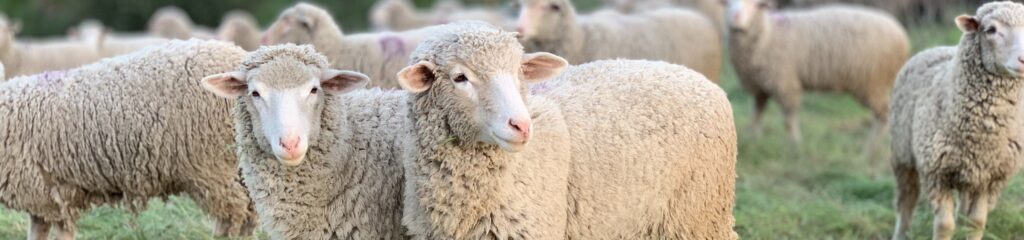 Carneiros na reserva de San Marcos Foothills Preserve, em Santa Bárbara, Califórnia