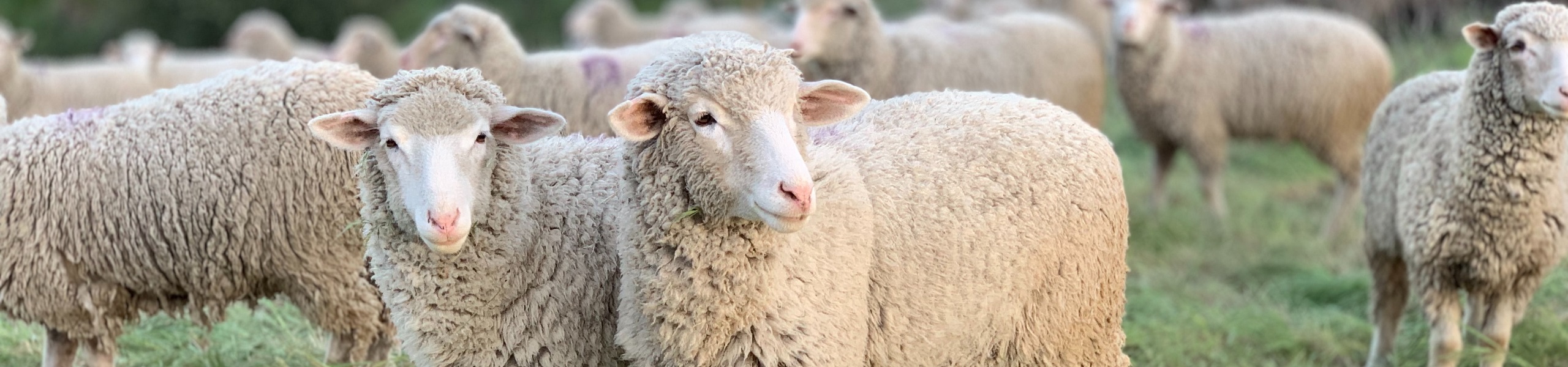 Carneiros na reserva de San Marcos Foothills Preserve, em Santa Bárbara, Califórnia