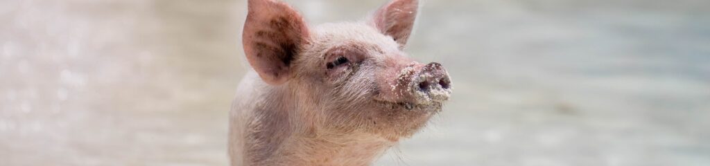 Leitão no distrito de Exuma, nas Bahamas